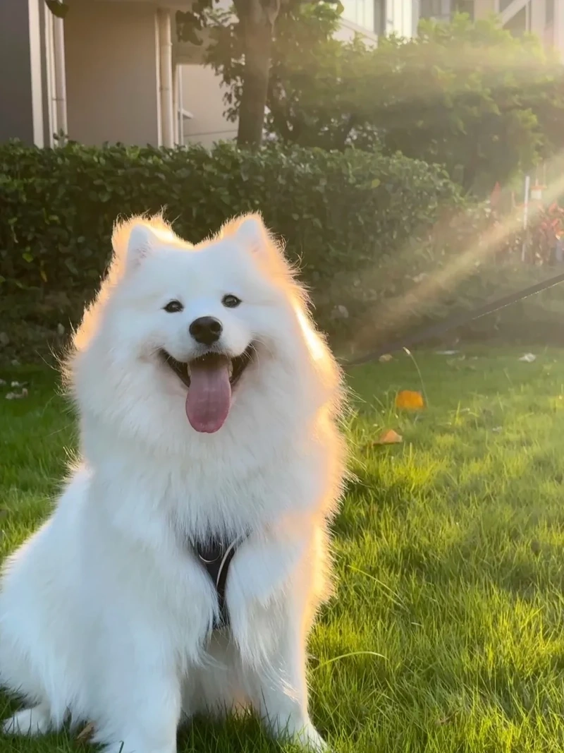Khoảnh khắc thiên nhiên của chó Samoyed ngoài trời cực kỳ sinh động