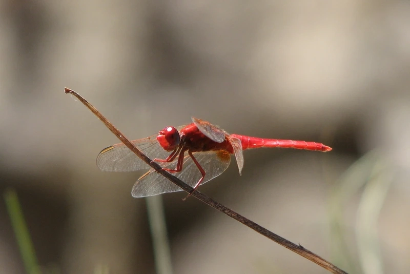 Khoảnh khắc chuồn chuồn đỏ trong tự nhiên sinh động