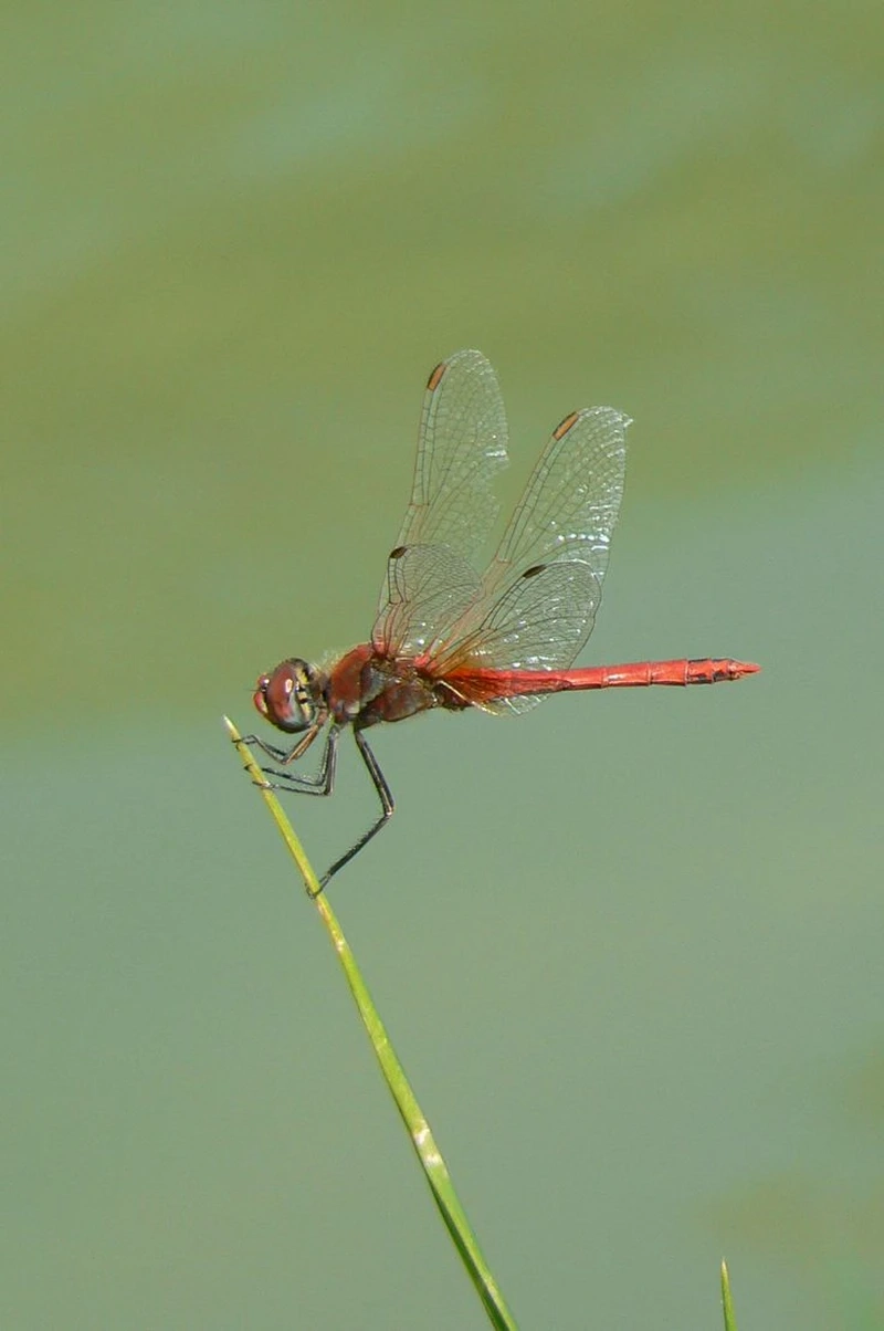 Khám phá chuồn chuồn đỏ thế giới côn trùng sinh động