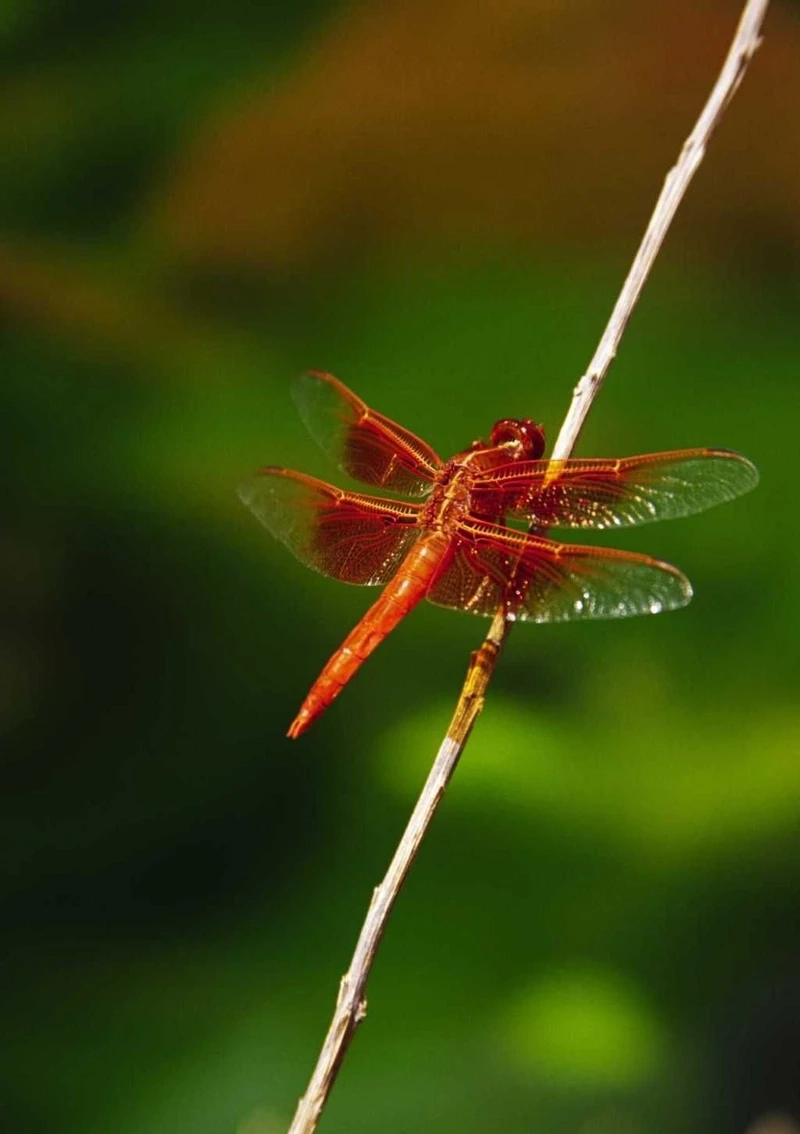 Khoảnh khắc chuồn chuồn đỏ đậu trên cành cây cực đẹp