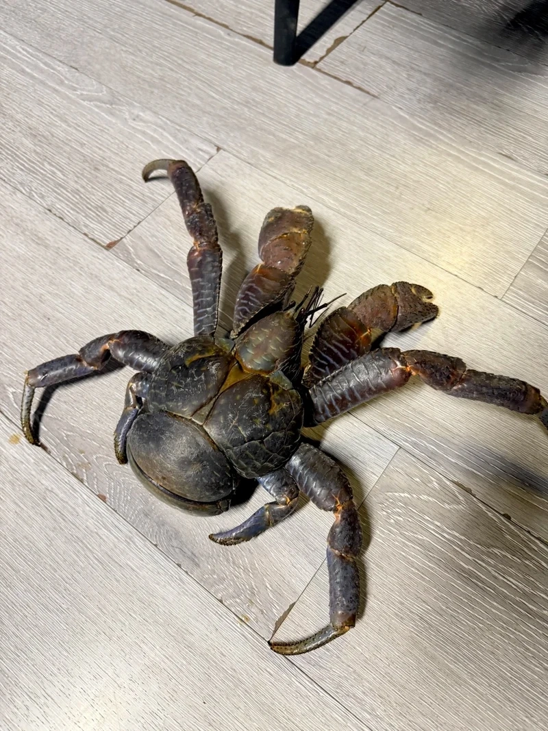 Đặc điểm của cua dừa trong thế giới giáp xác