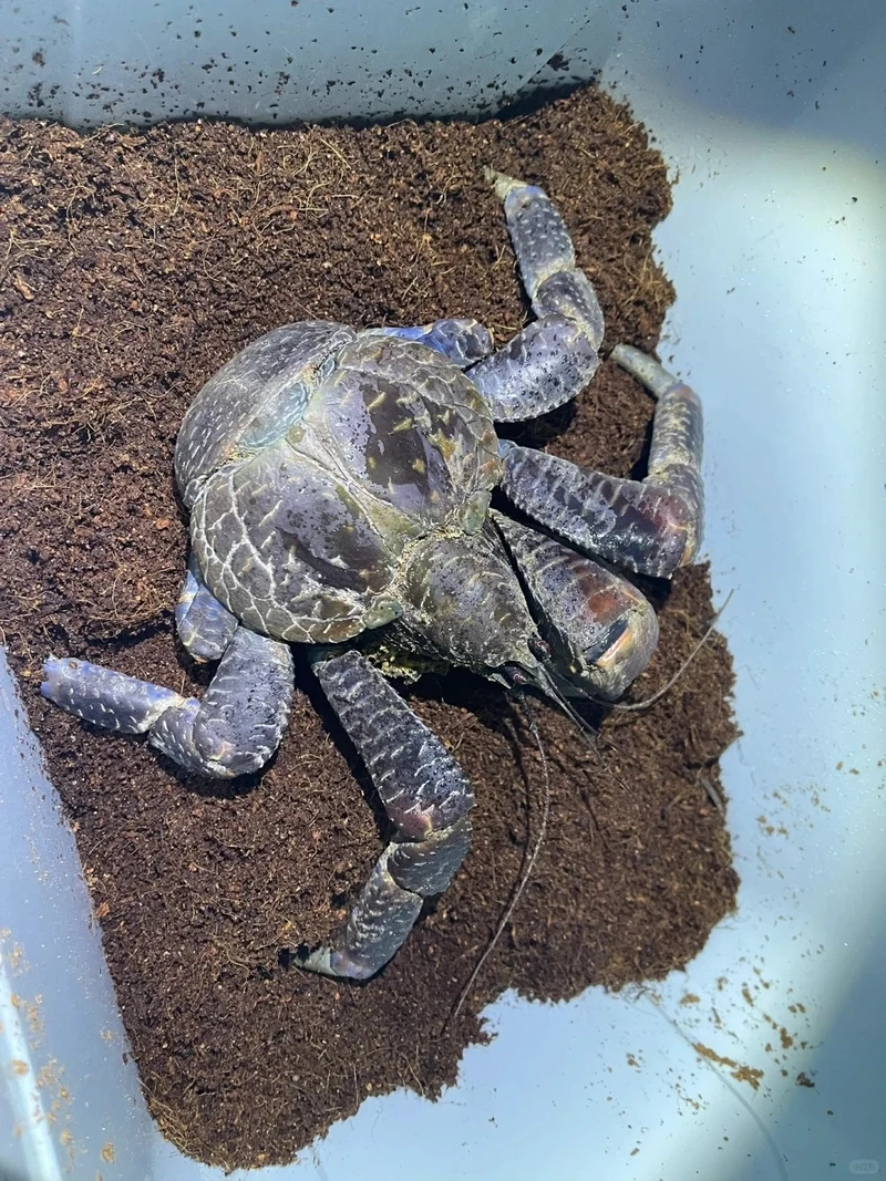 Khoảnh khắc ấn tượng khi cua dừa leo cây tìm thức ăn trên đảo