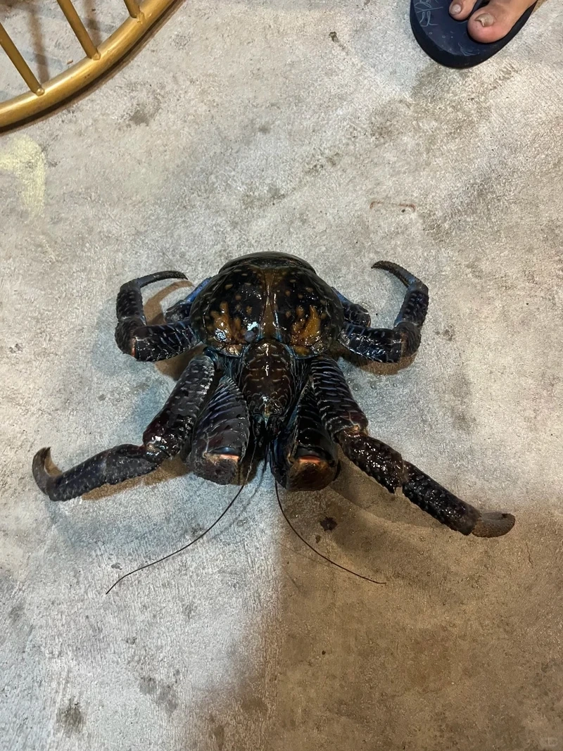 Cuộc sống hoang dã của cua dừa đảo nhiệt đới giữa thiên nhiên