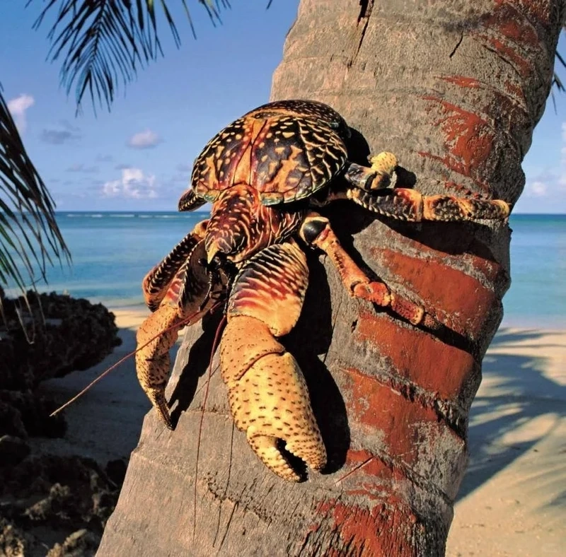 Chi tiết tuyệt đẹp trong ảnh cua dừa cận cảnh cực kỳ sắc nét