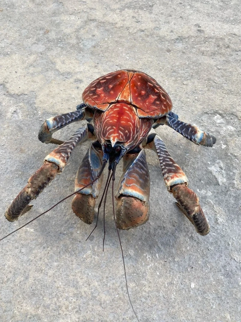 Tìm hiểu về cua dừa động vật giáp xác lớn và mạnh mẽ