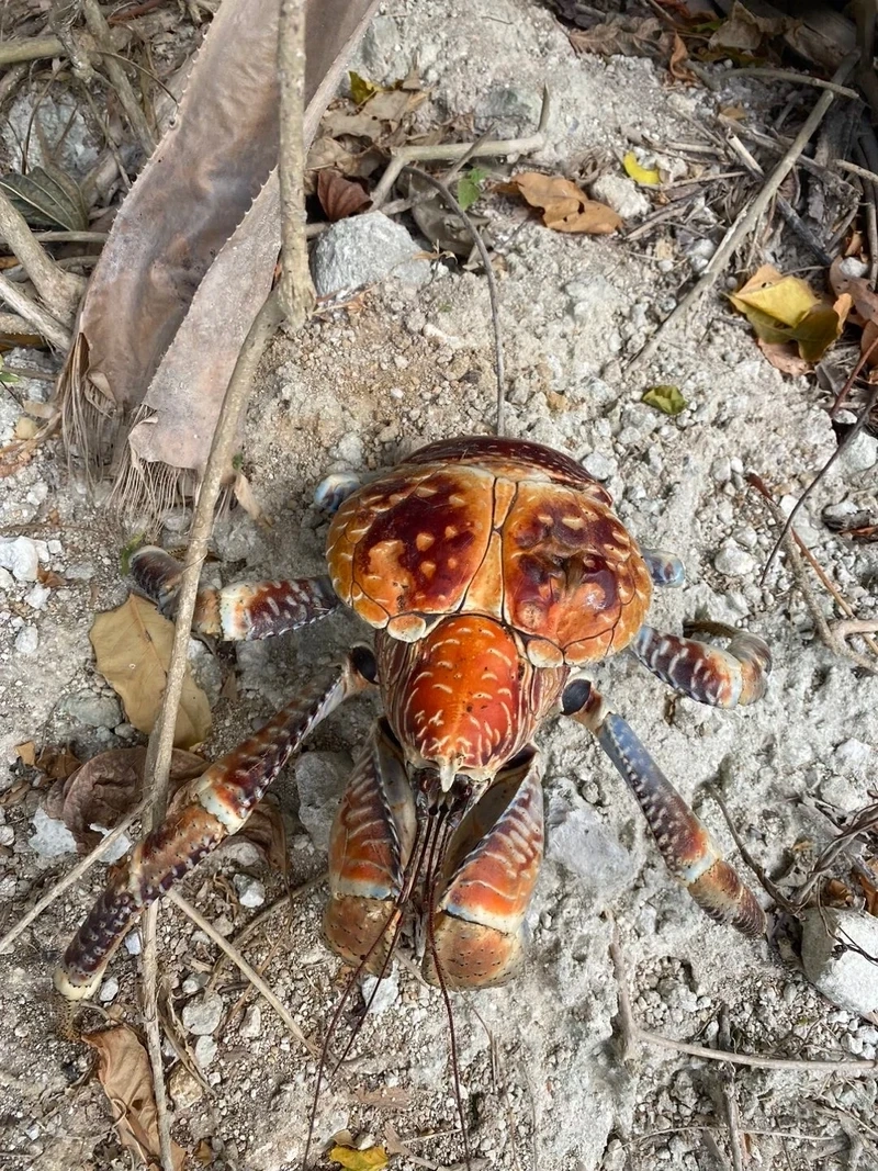 Hình dáng độc đáo của cua dừa sinh vật kỳ lạ trên đảo