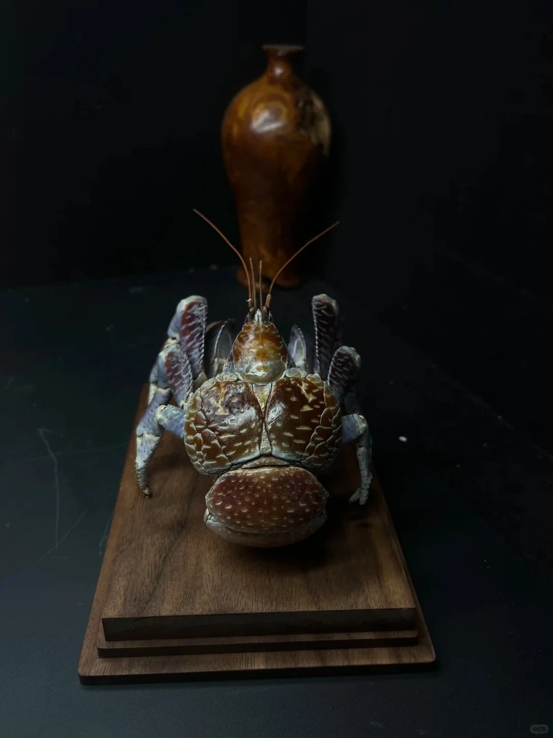 Khám phá thế giới cua dừa động vật hoang dã trên đảo xa