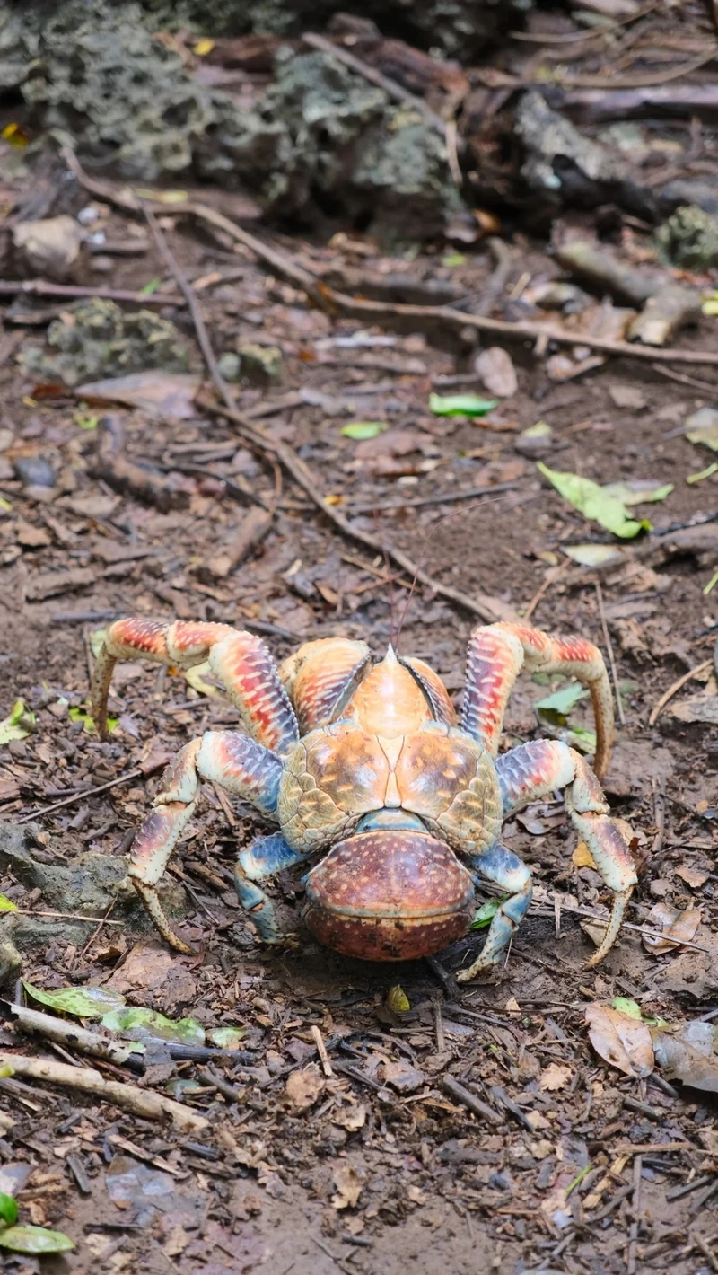 Khoảnh khắc tự nhiên của cua dừa trên bãi biển nhiệt đới