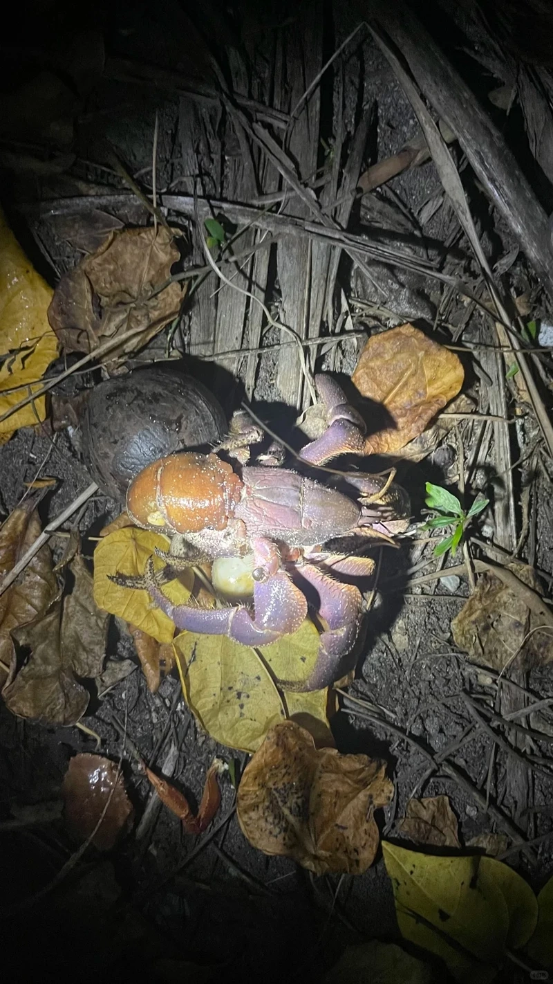 Chi tiết mạnh mẽ trong ảnh cua dừa cận cảnh chân càng