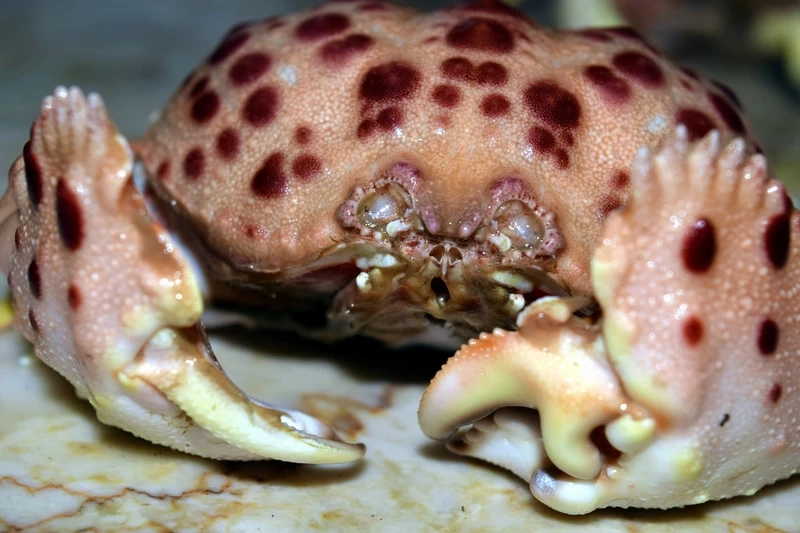 Hình ảnh sinh động của cua mặt trăng rạn san hô giữa đại dương