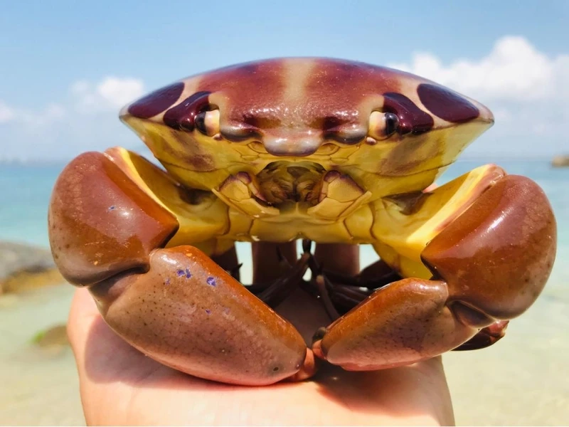 Vẻ đẹp hoang sơ của cua mặt trăng biển nhiệt đới