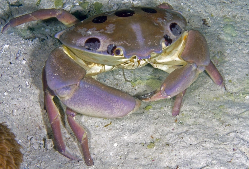 Vẻ tự nhiên của cua mặt trăng thiên nhiên biển dưới đại dương