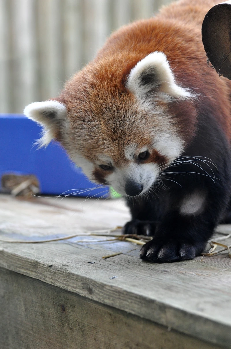 Gấu trúc đỏ dễ thương khiến ai nhìn cũng thích thú