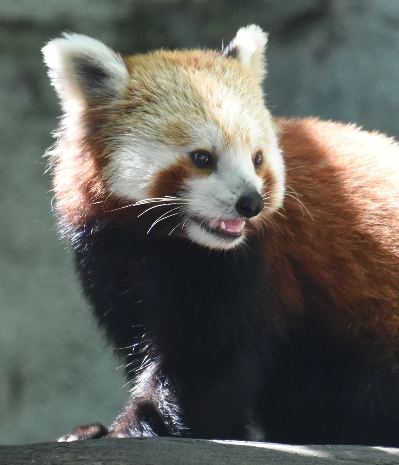 Vẻ đẹp của gấu trúc đỏ thiên nhiên hoang dã đầy cuốn hút