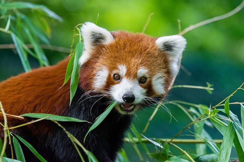 Chi tiết gấu trúc đỏ đuôi sọc rất dễ nhận biết