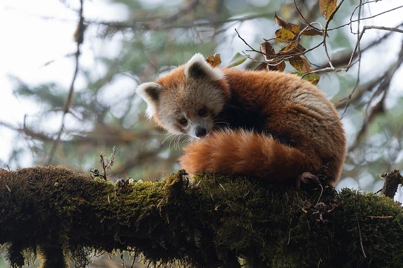 Gấu trúc đỏ sinh vật đáng yêu khiến nhiều người yêu thích