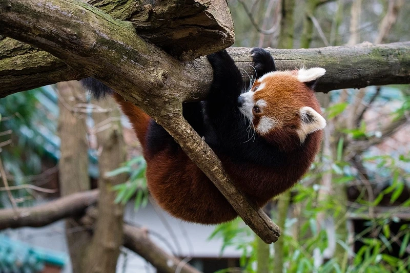 Khám phá gấu trúc đỏ thế giới động vật hoang dã