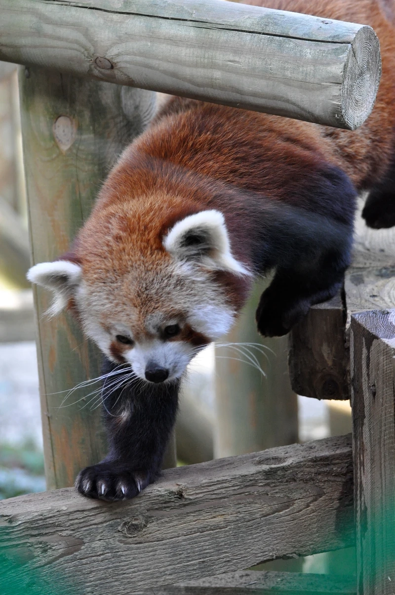 Gấu trúc đỏ động vật hiếm trong tự nhiên