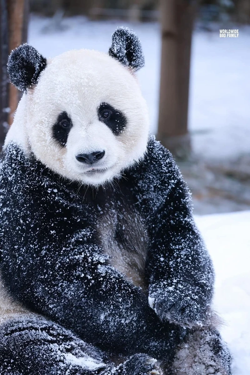 Gấu trúc lớn động vật quý hiếm được bảo tồn trên thế giới