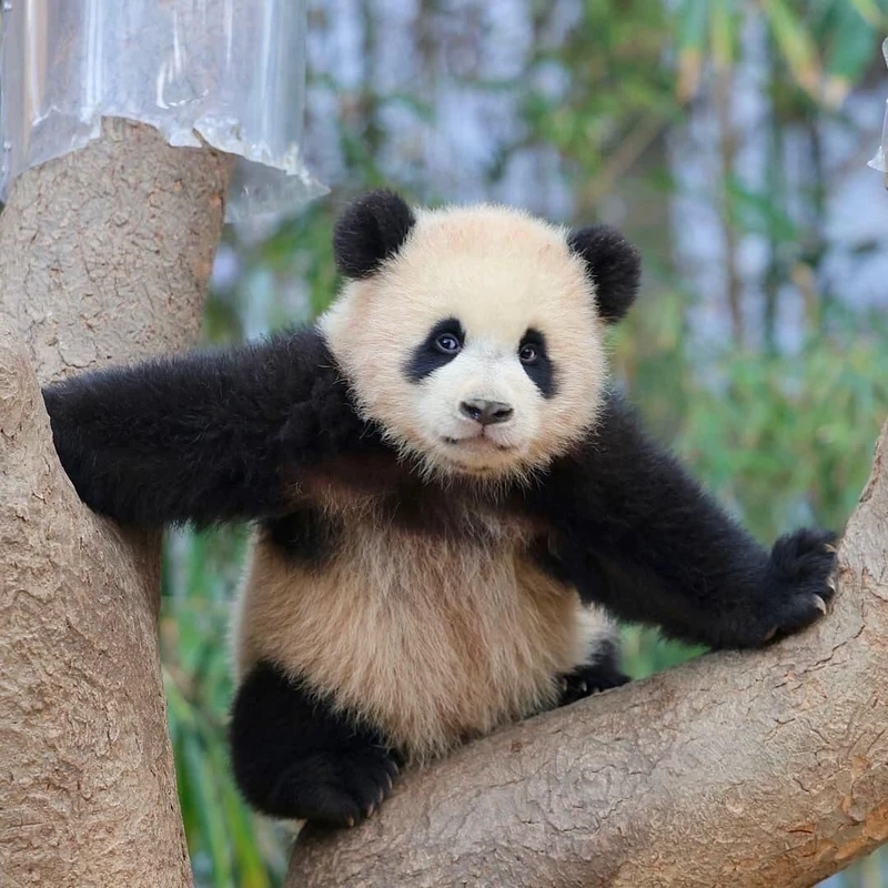 Góc gấu trúc lớn cận cảnh khuôn mặt cực đáng yêu