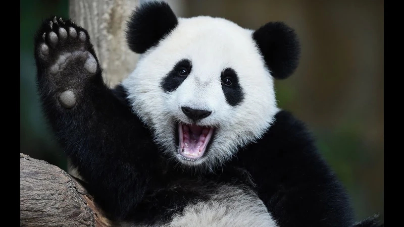 Khám phá gấu trúc lớn thế giới động vật hoang dã