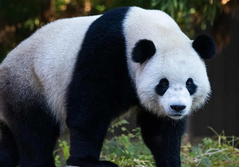 Hình ảnh gấu trúc lớn rừng tre trung quốc đặc trưng