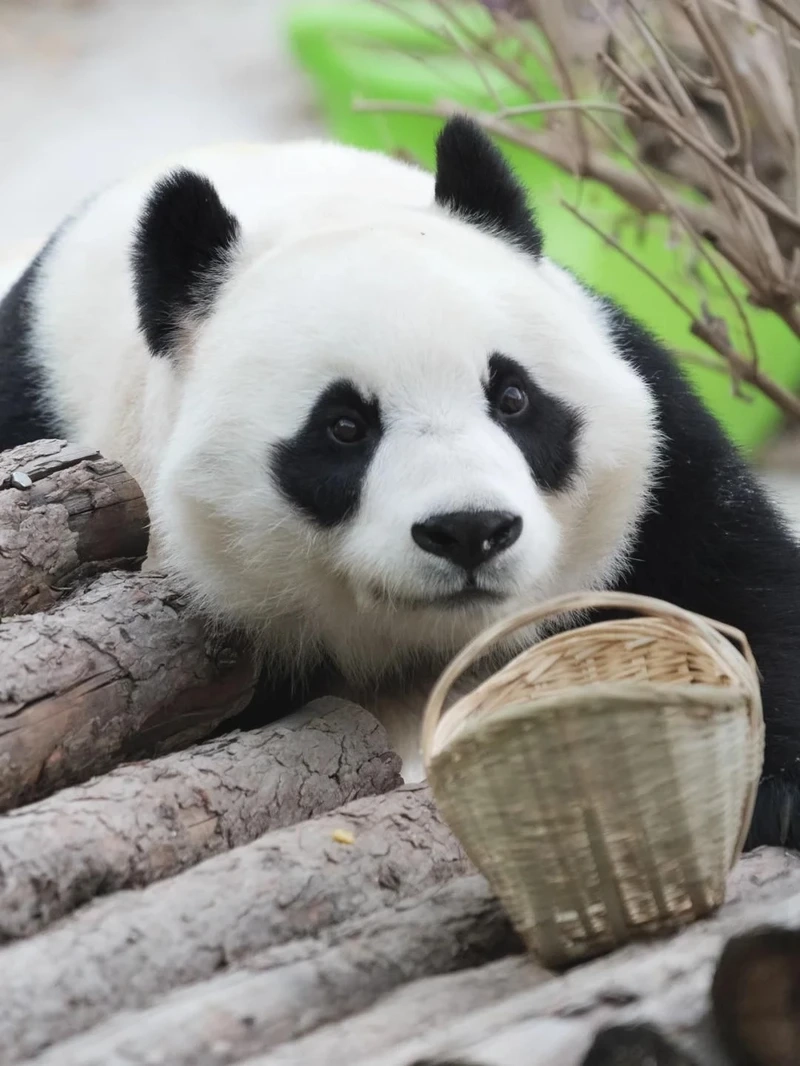 Gấu trúc lớn động vật hiền lành được nhiều người yêu thích