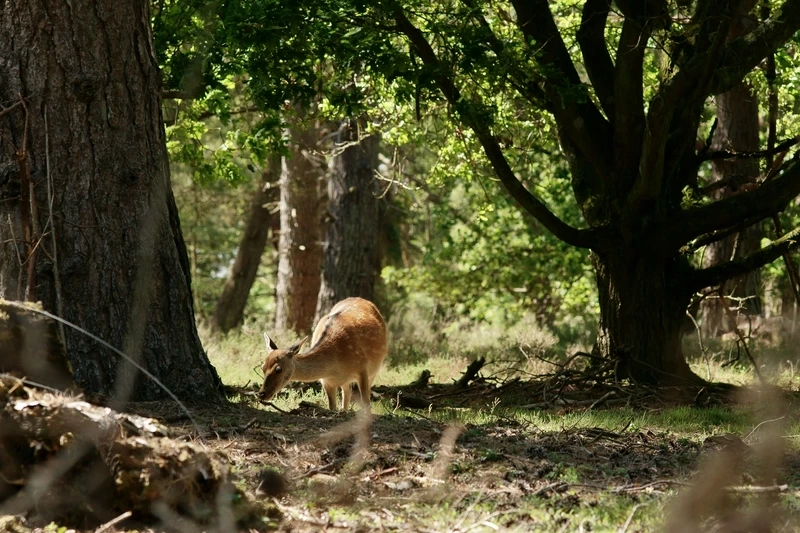 Khoảnh khắc hươu sao đàn hươu cùng sinh sống trong rừng