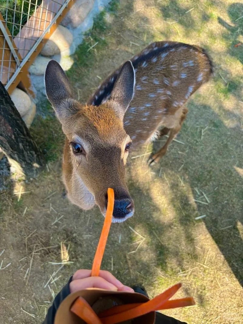 Khoảnh khắc hươu sao trong tự nhiên cực kỳ chân thực