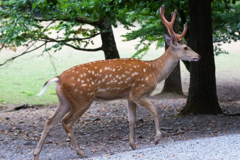 Vẻ đẹp độc đáo của hươu sao đốm đẹp trong rừng