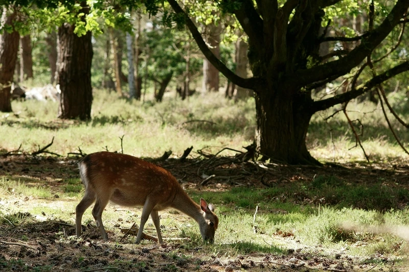 Hươu sao sinh vật rừng sống hòa mình với thiên nhiên