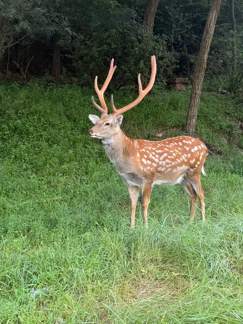 Góc chụp hươu sao cận cảnh đầu hươu cực ấn tượng