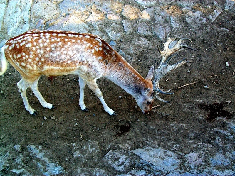 Hươu sao động vật ăn cỏ hiền hòa trong rừng