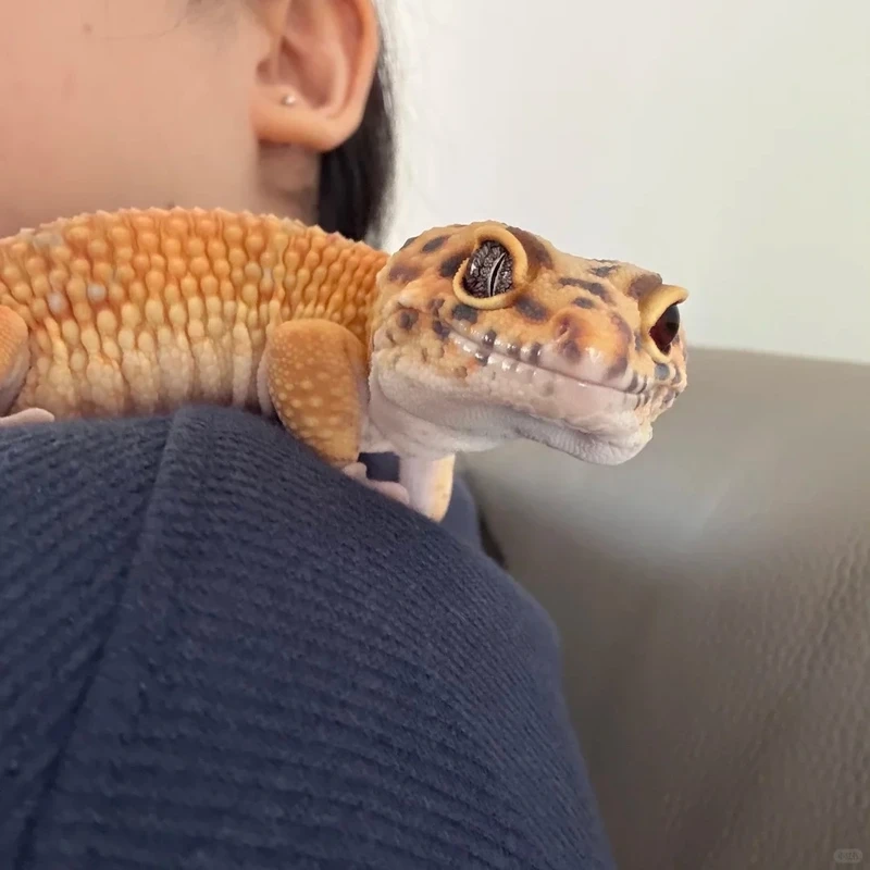 Đặc điểm của kỳ nhông cảnh độc đáo và nổi bật