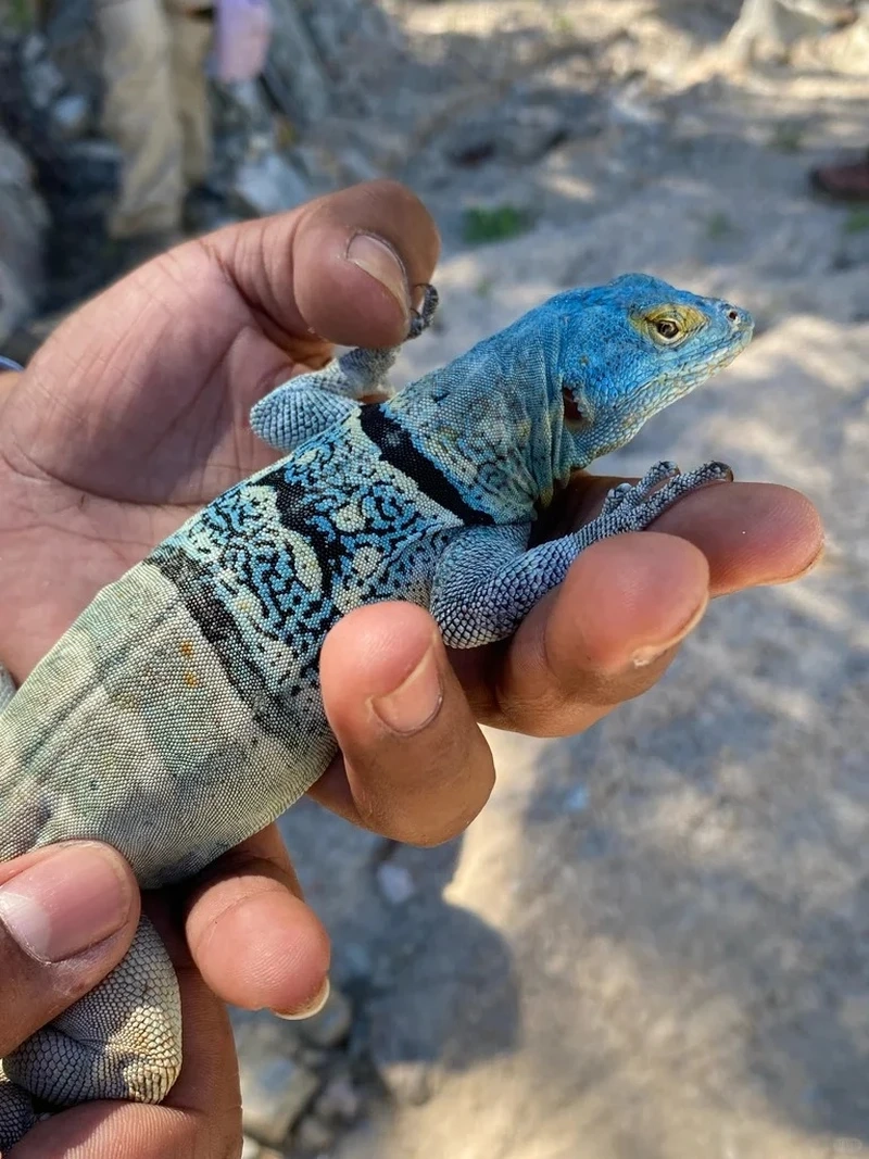 Chi tiết ấn tượng từ bức ảnh kỳ nhông cảnh cận cảnh cực kỳ sắc nét