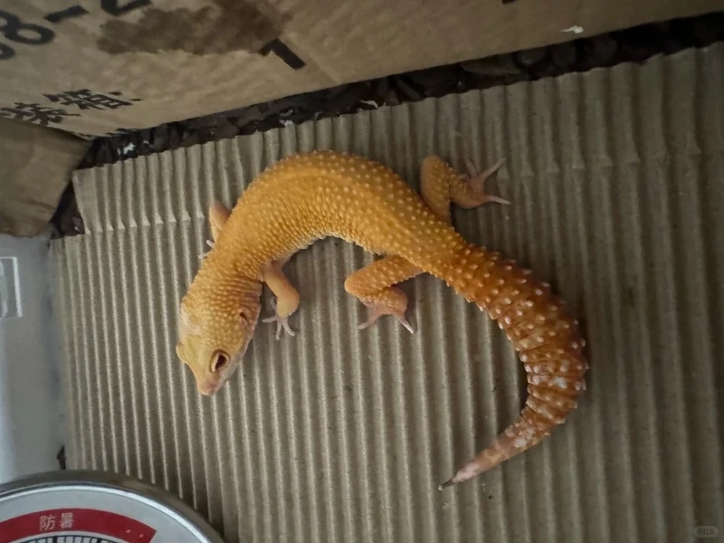 Khám phá lớp da độc đáo của kỳ nhông cảnh da sần đầy cá tính