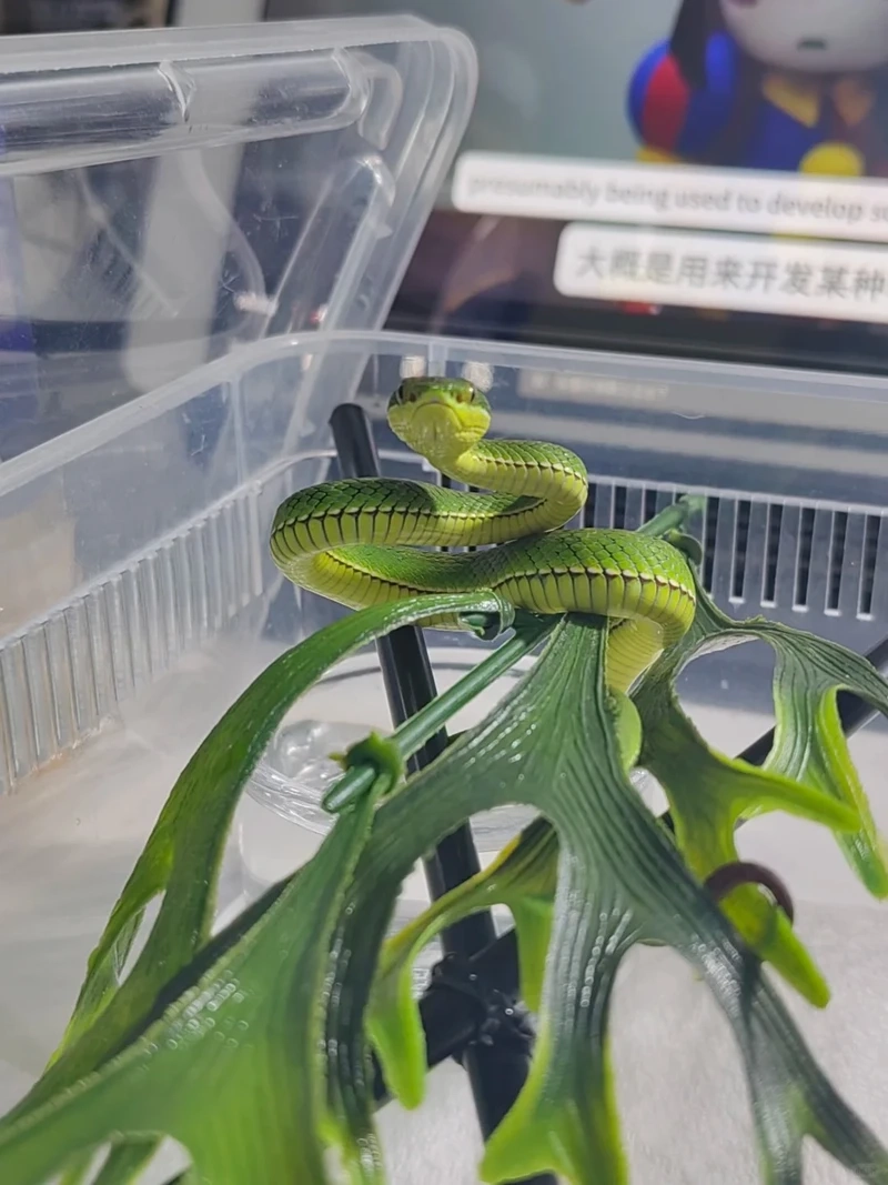 Rắn lục xanh bò sát nguy hiểm với nọc độc đáng chú ý