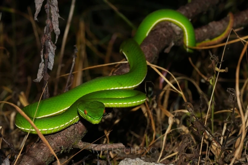 Đặc trưng rắn lục xanh màu xanh nổi bật giữa tán lá