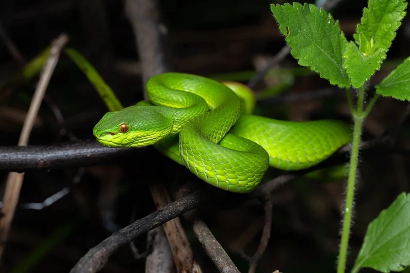 Khoảnh khắc rắn lục xanh trong tự nhiên cực chân thực