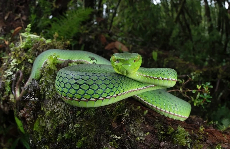 Góc chụp rắn lục xanh macro chi tiết ấn tượng