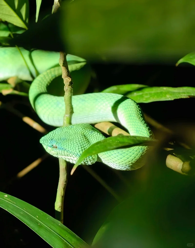 Khả năng rắn lục xanh ngụy trang cực kỳ hoàn hảo