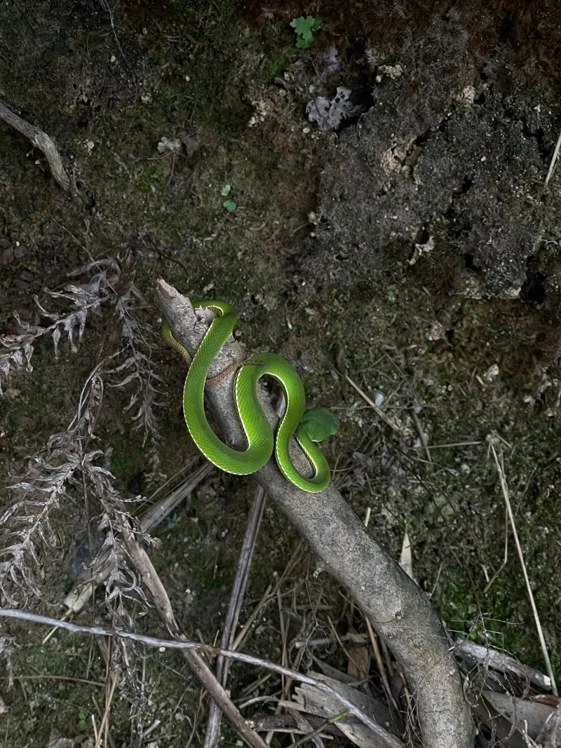 Khoảnh khắc rắn lục xanh chờ con mồi trên cành cây