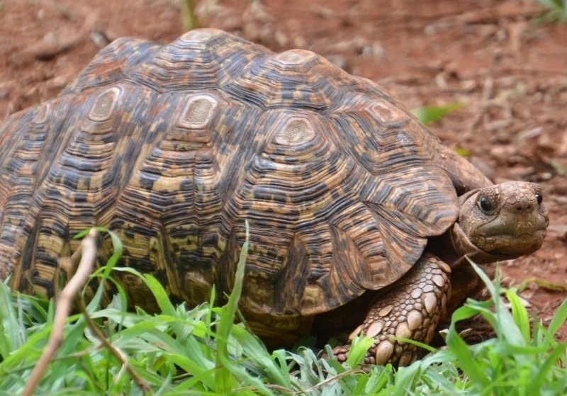 Hình ảnh rùa leopard bò trên cỏ giữa thiên nhiên