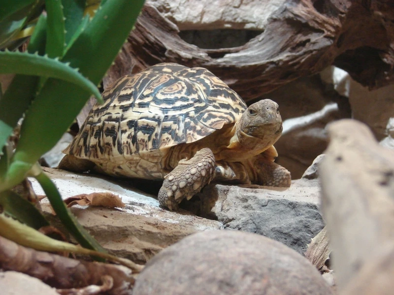 Rùa leopard động vật bò sát nổi bật của vùng khô hạn