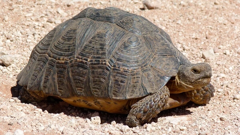 Khoảnh khắc rùa leopard thiên nhiên hoang dã chân thực