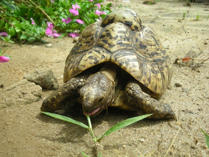 Góc rùa leopard cận cảnh mai rùa đầy ấn tượng