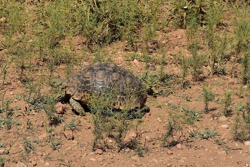 Rùa leopard động vật hiền lành được nhiều người yêu thích