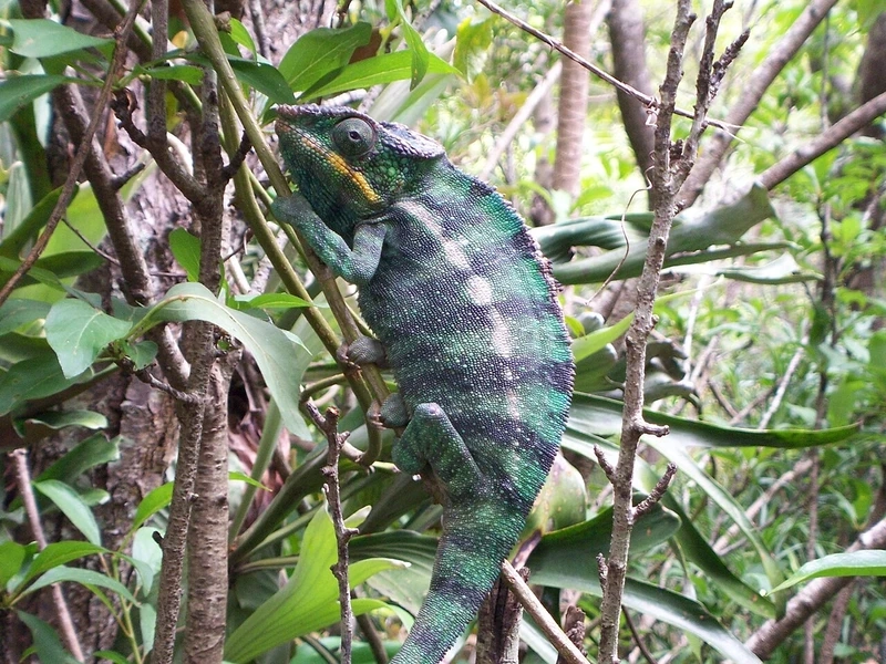 Tắc kè hoa Madagascar sinh vật rừng của vùng nhiệt đới