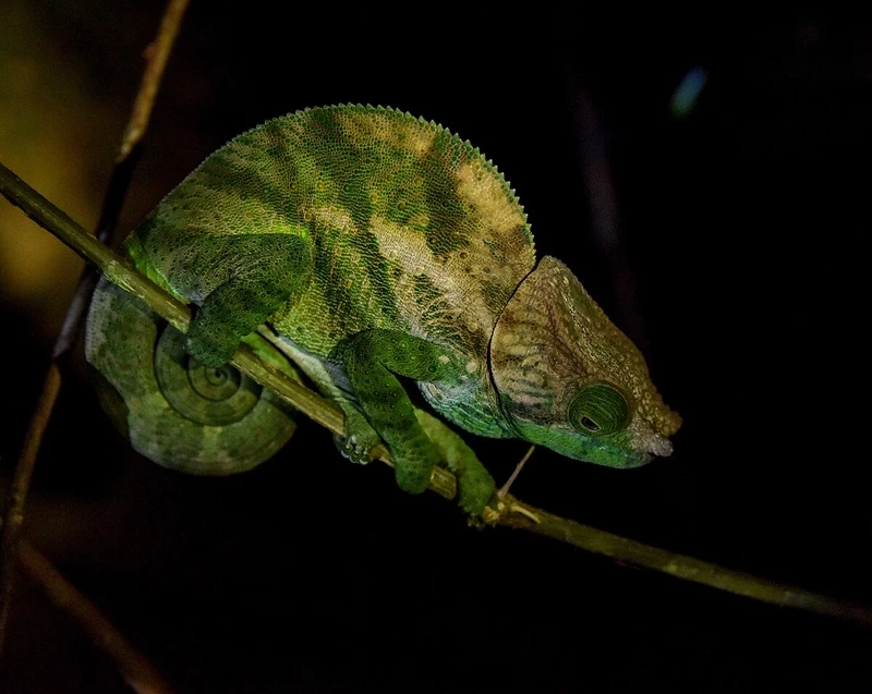 Hình ảnh tắc kè hoa Madagascar bò trên cành cây xanh