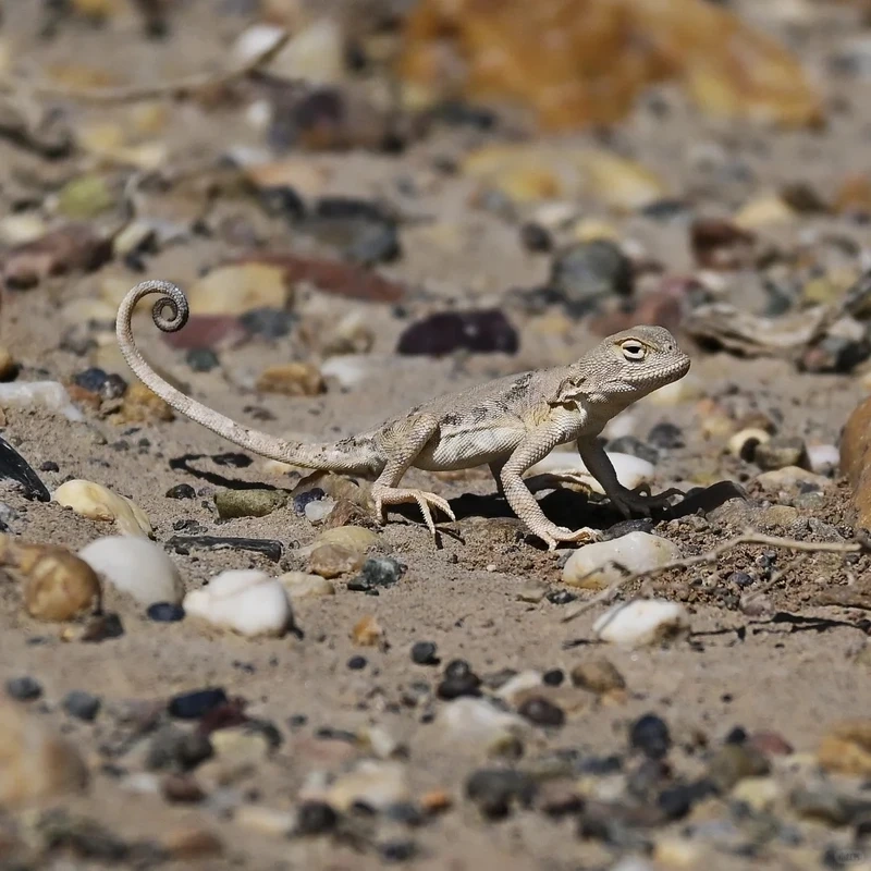 Thằn lằn sa mạc trên cát trong môi trường khô hạn